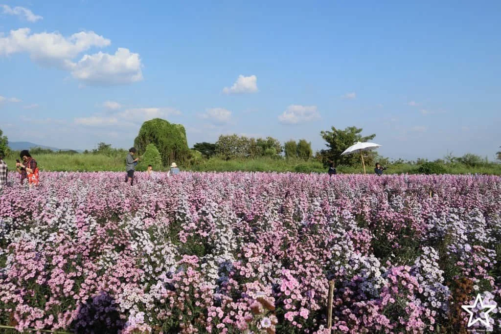 ดอกมากาเร็ต ทุ่งดอกไม้ We Flower Village