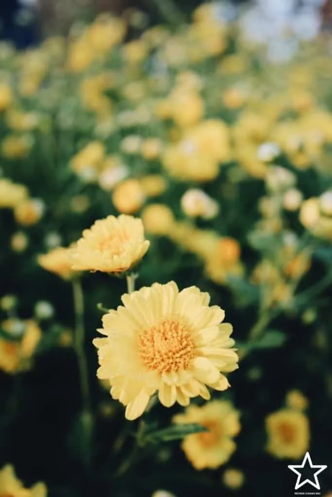 สวนดอกไม้ เชียงใหม่