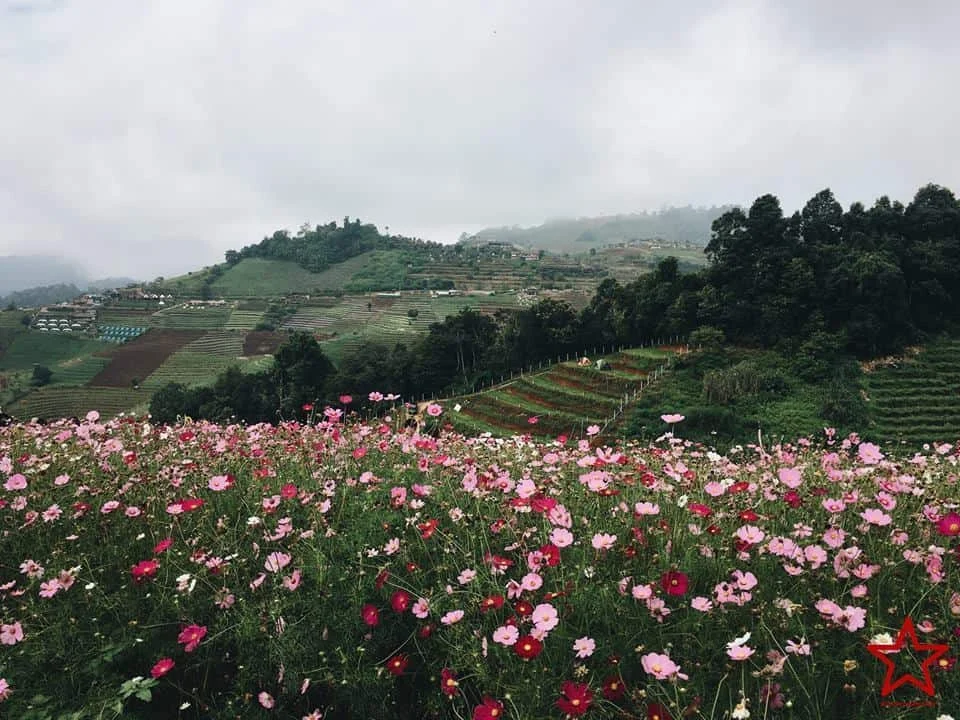 สวนดอกไม้ เชียงใหม่
