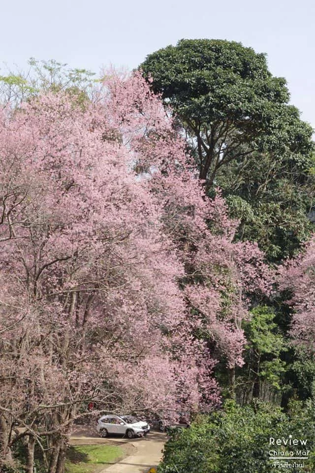 ดอกนางพญาเสือโคร่ง ฉายา "ซากุระเมืองไทย"