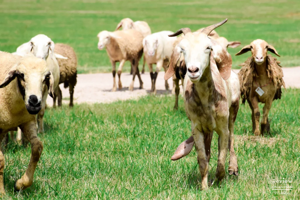 Cowbai แกะแบะแบะ และทุ่งหญ้าสุดกว้าง ที่เที่ยวใกล้ตัวเมืองโคตรๆ “Farm Cowboy ...