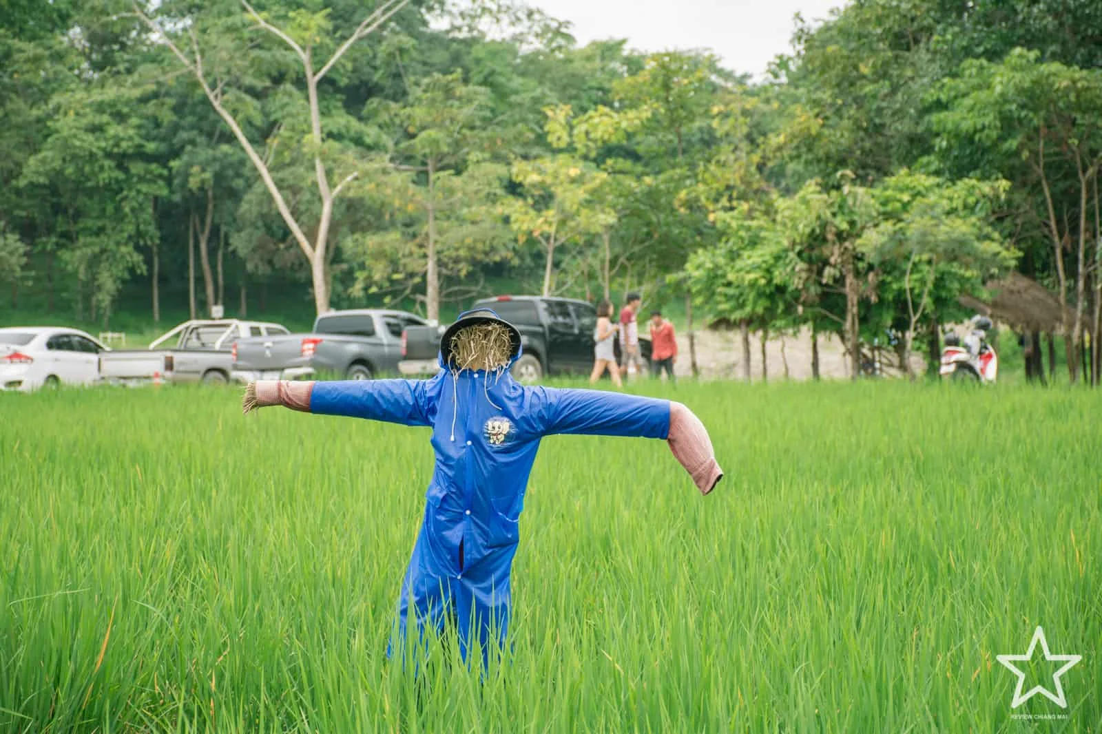 ทุ่งนาห้วยตึงเฒ่า