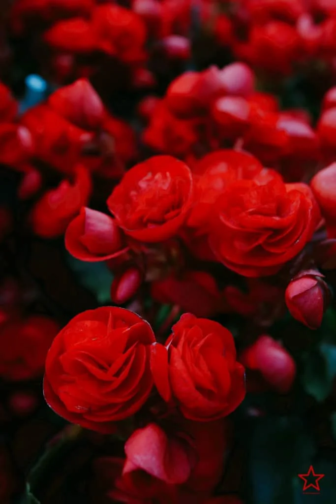 พืชสวนโลก