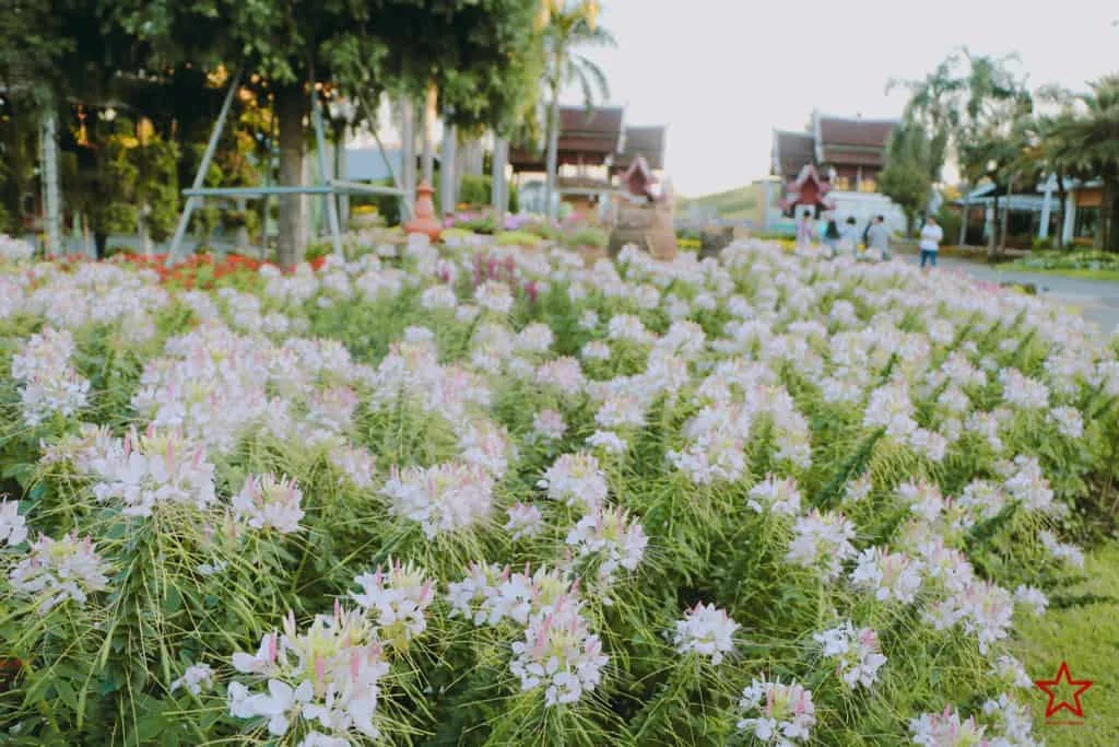 ดอกไม้ พืชสวนโลก