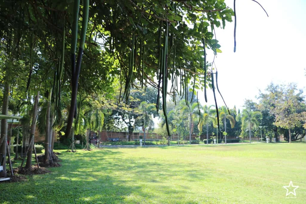 The Consul’s Garden
