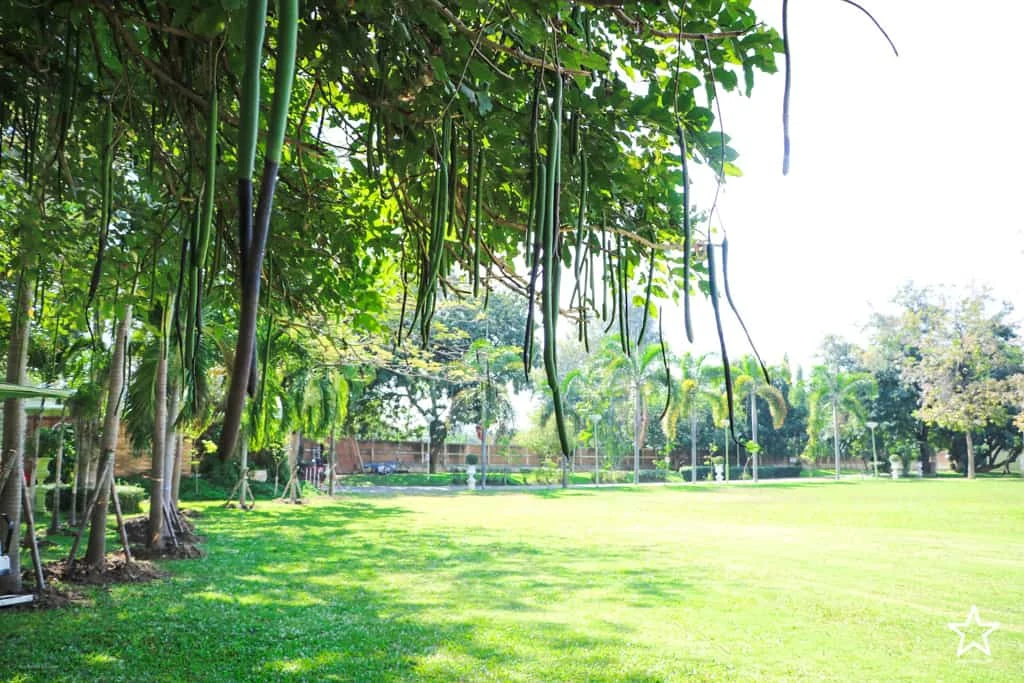 คาเฟ่เชียงใหม่
