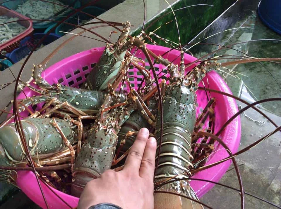CHIANGMAI SEAFOOD FESTIVAL