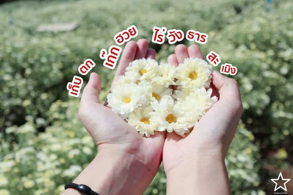 เก๊กฮวย สะเมิง