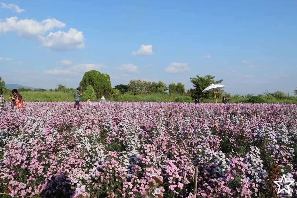 สวนดอกไม้ แม่ริม