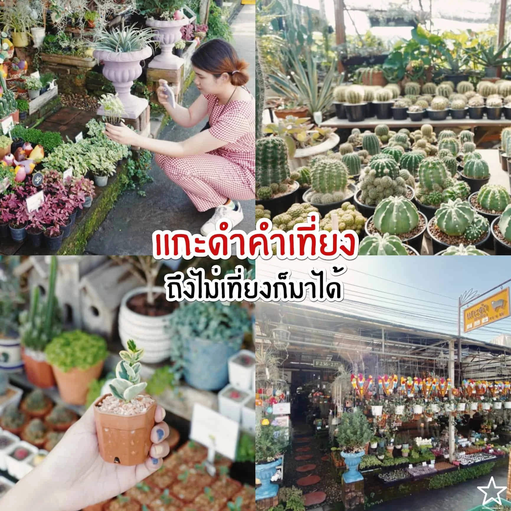 แกะดำคำเที่ยง