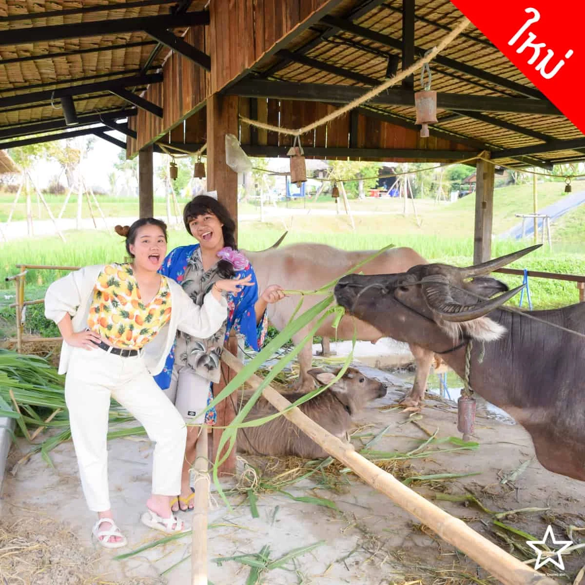 ปางเปา บีช ปางเปา บีช