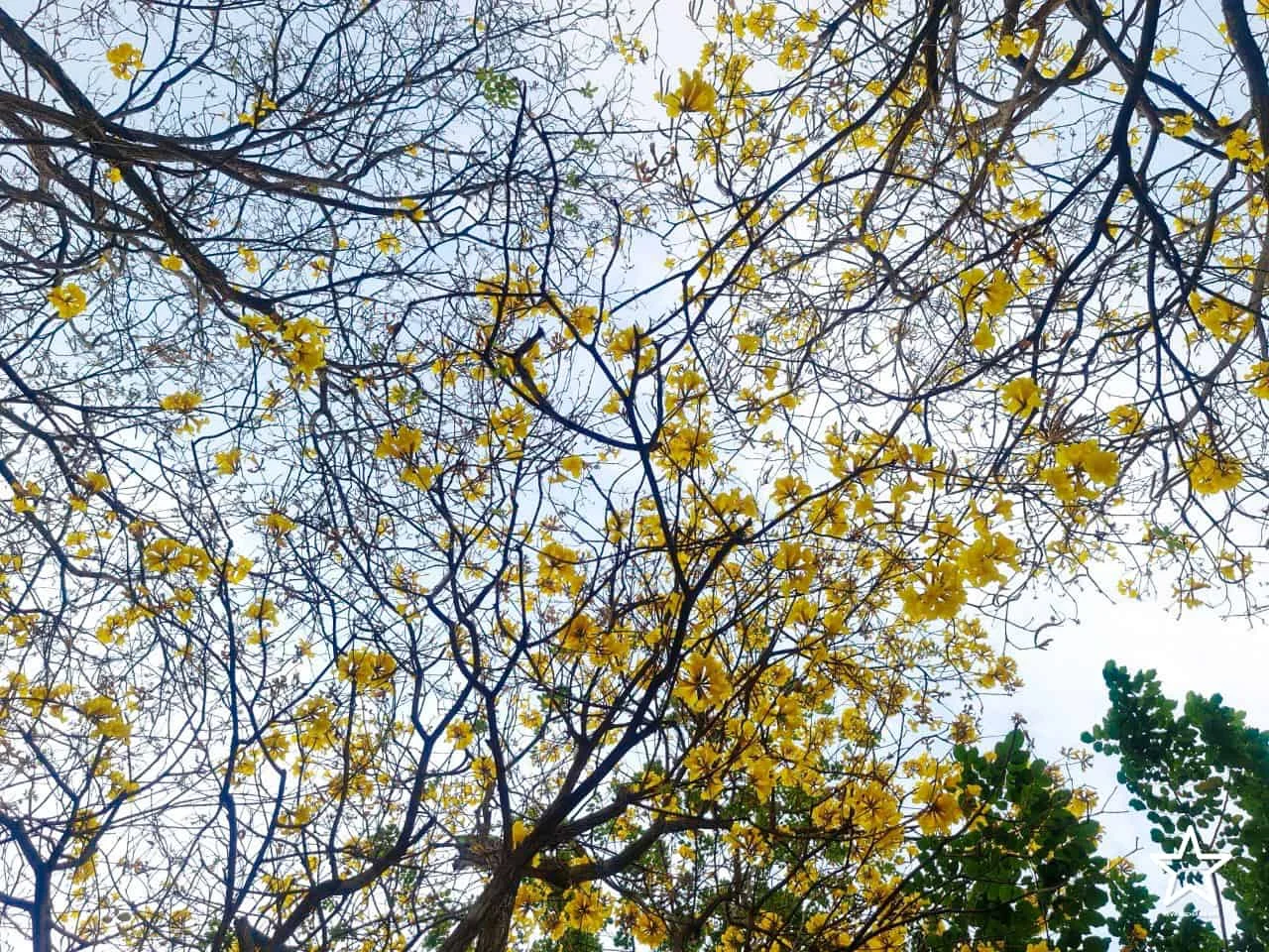 ดอกเหลืองอินเดีย