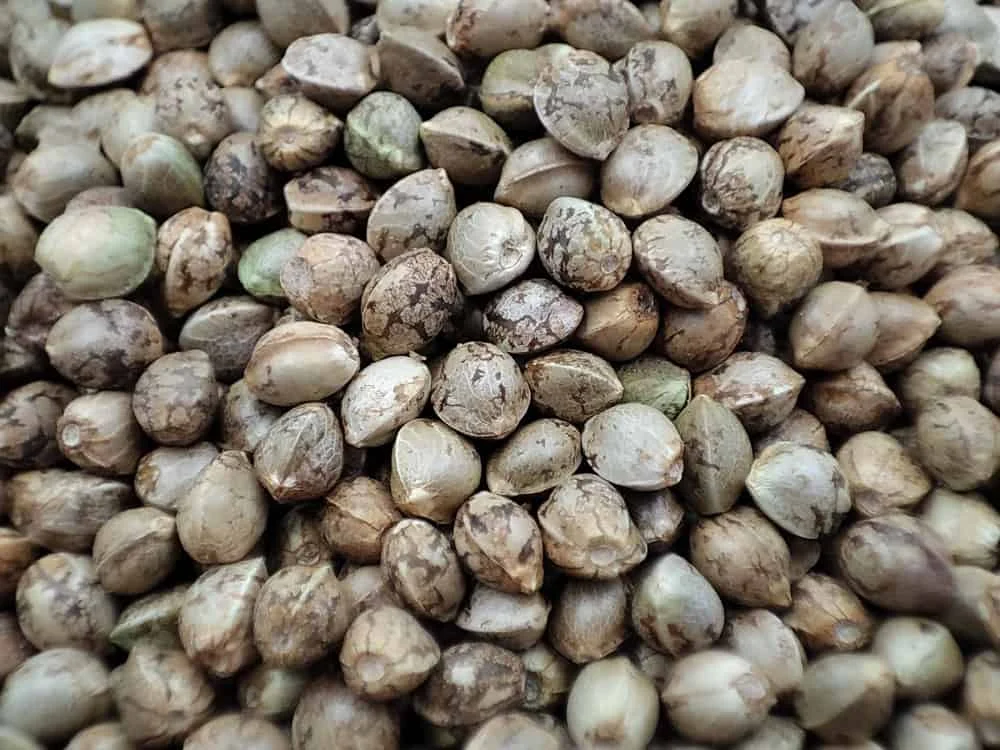 hrdi-distribute-hemp hrdi-distribute-hemp
