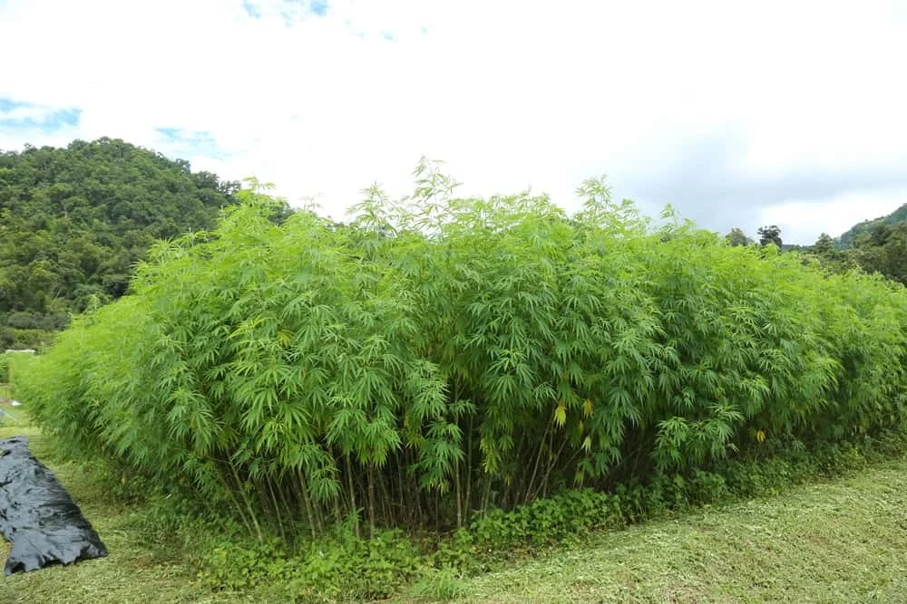 hrdi-distribute-hemp hrdi-distribute-hemp