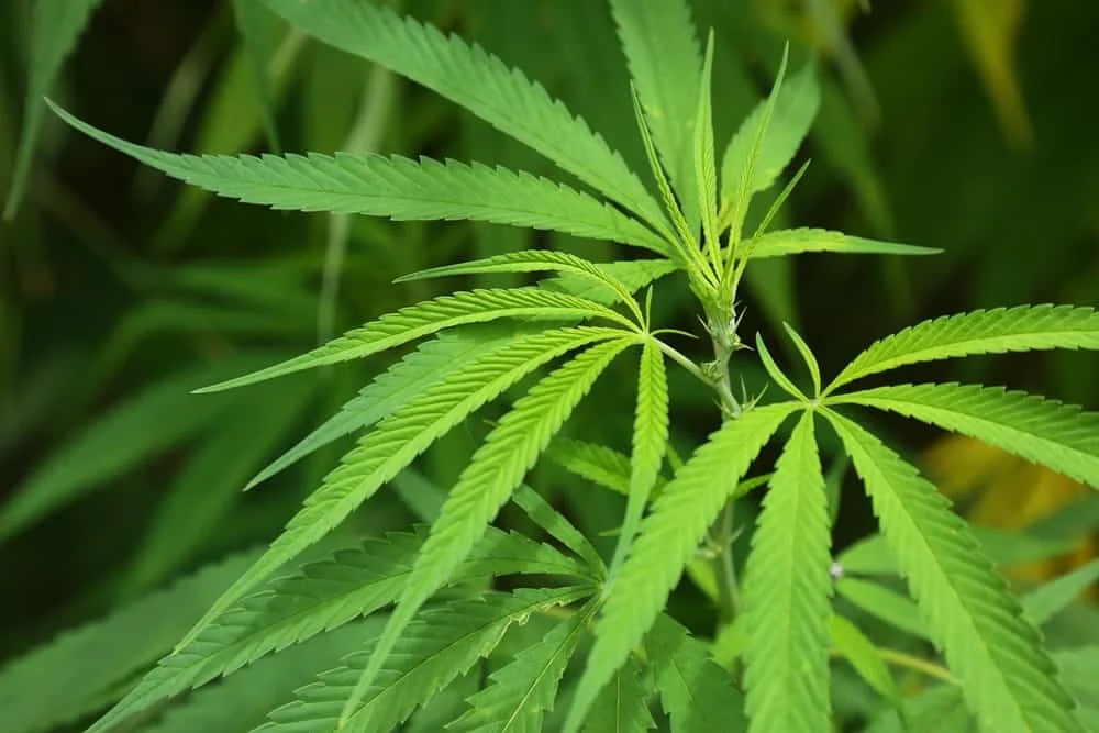 hrdi-distribute-hemp hrdi-distribute-hemp