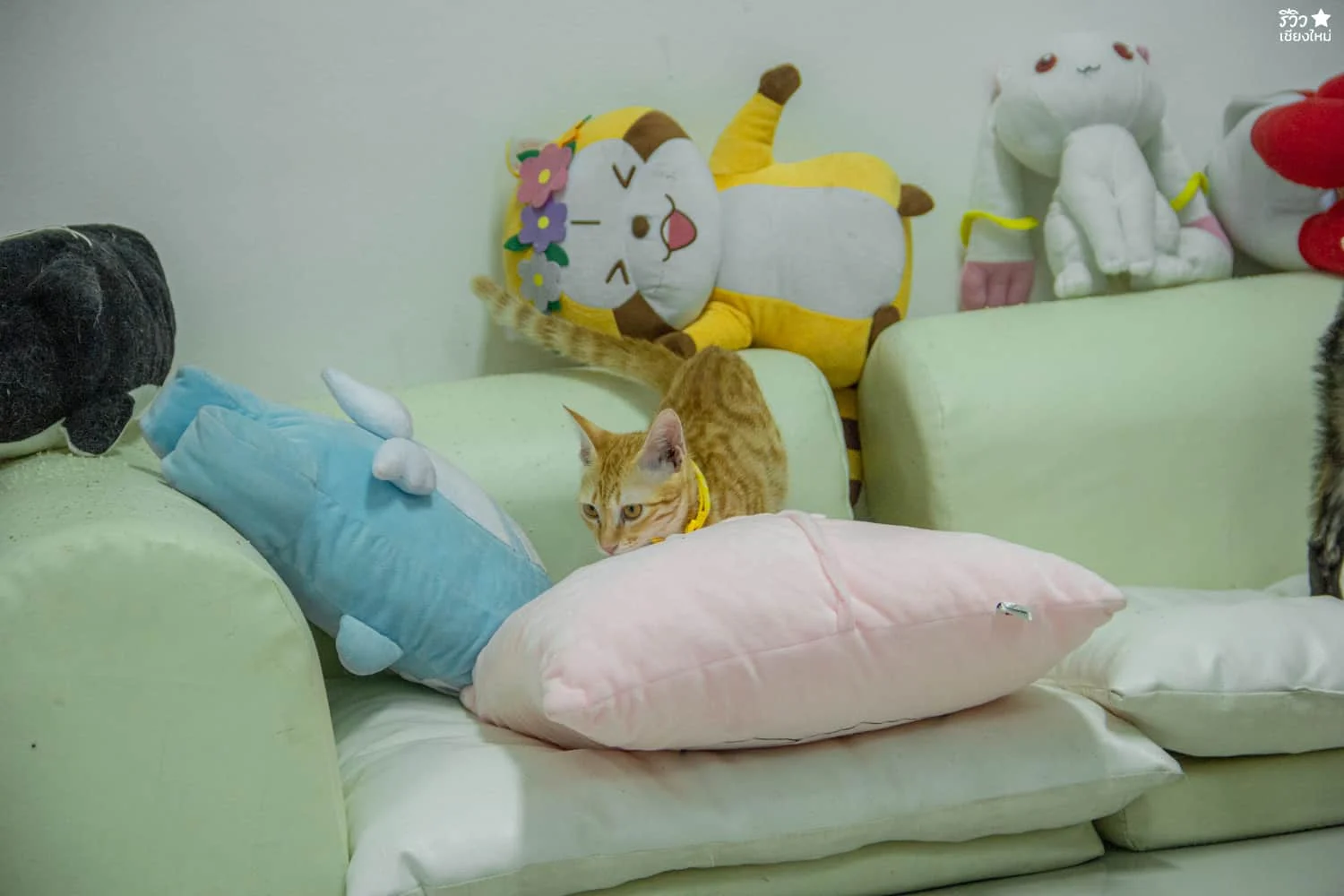 คาเฟ่แมว