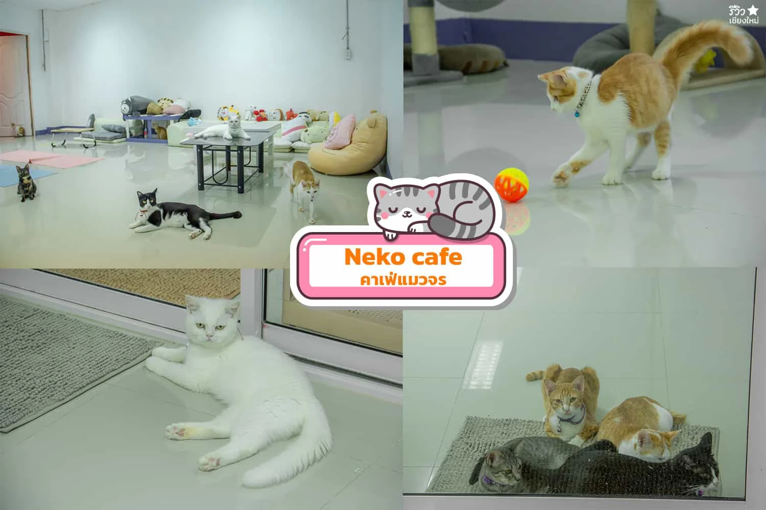 คาเฟ่แมว