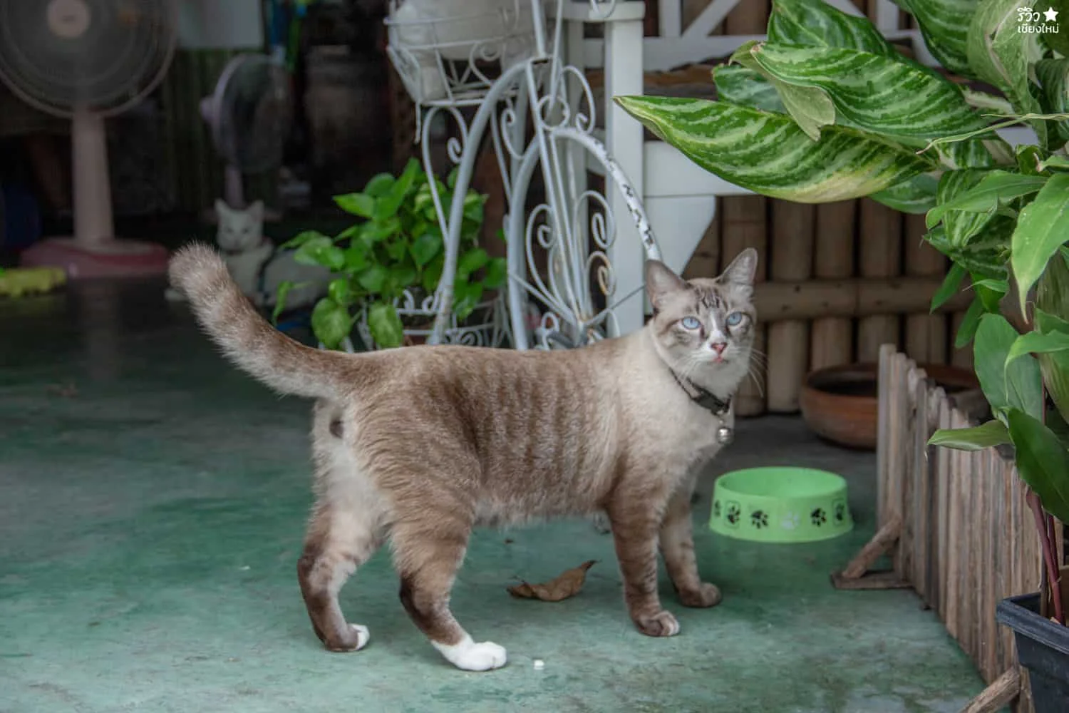 คาเฟ่แมว