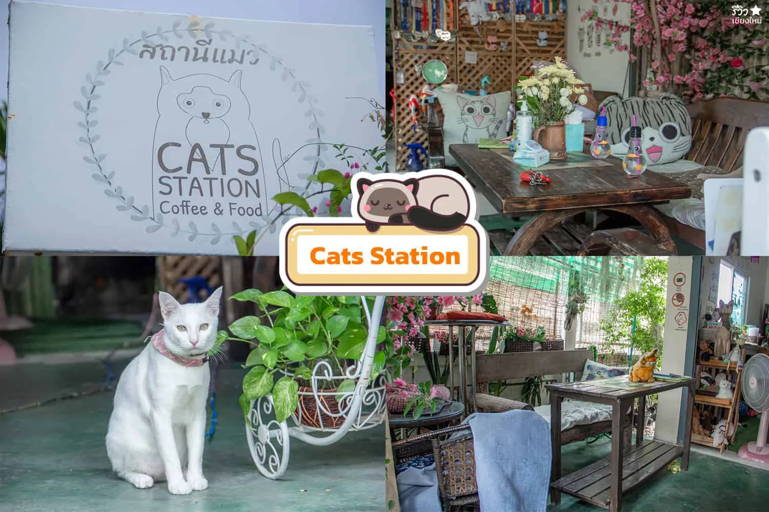 คาเฟ่แมว