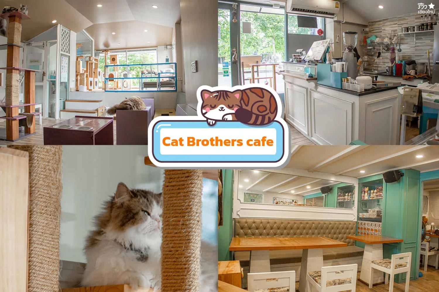 คาเฟ่แมว