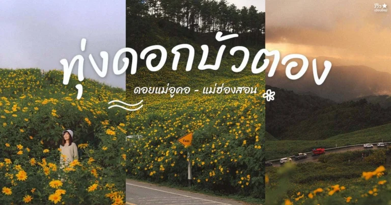 ทุ่งดอกบัวตอง ดอยแม่อูคอ