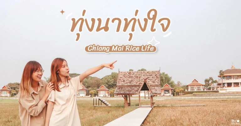Chiang Mai Rice Life