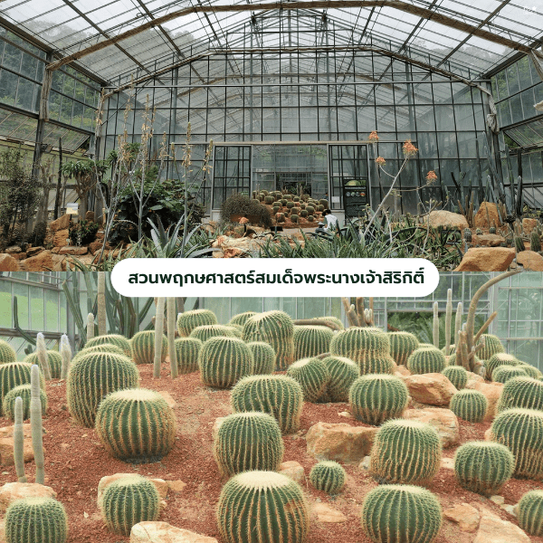 คิวรถสองแถว เชียงใหม่