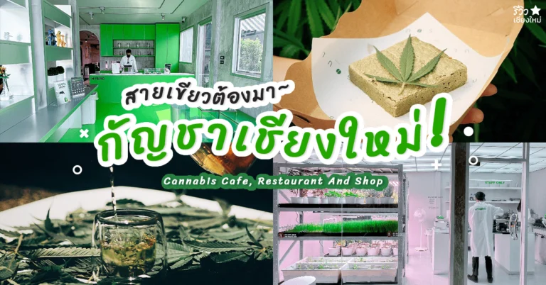 ร้านกัญชาเชียงใหม่