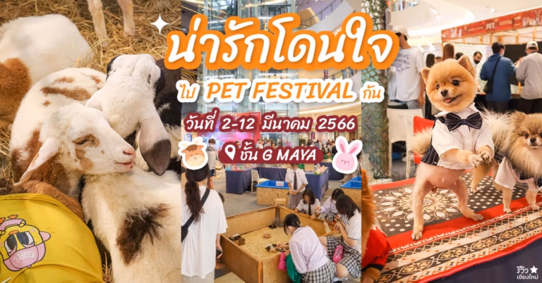 Pet Festival Maya