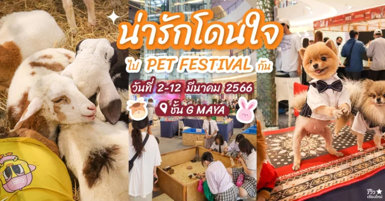 Pet Festival Maya