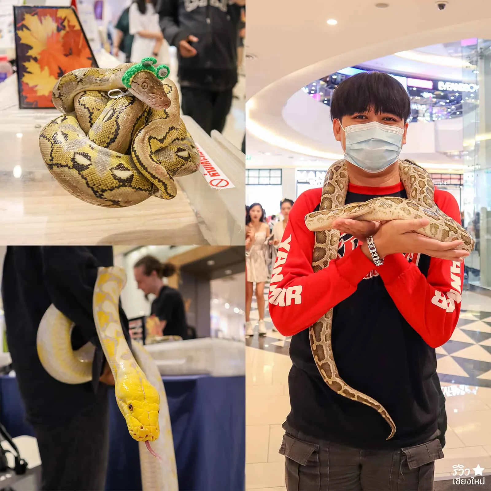 Pet Festival Maya
