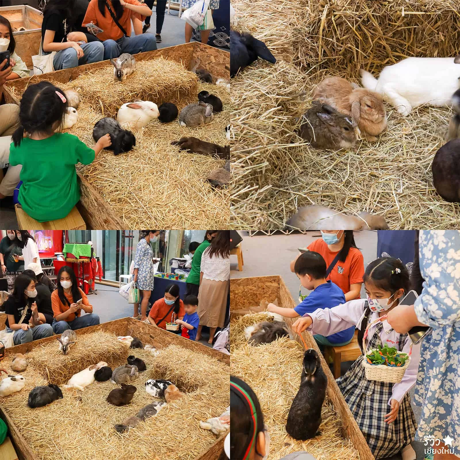 Pet Festival Maya