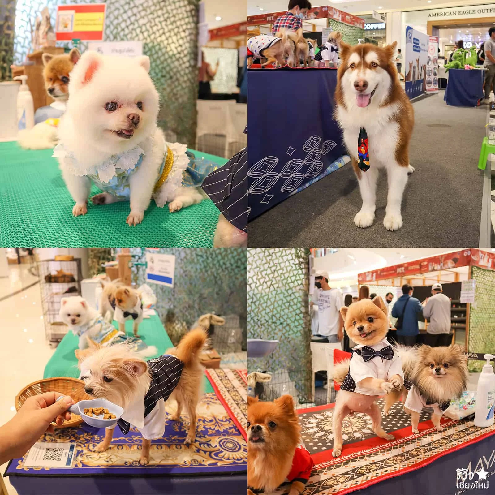 Pet Festival Maya