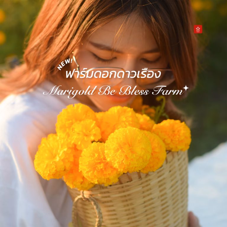 ดอกดาวเรืองเชียงใหม่