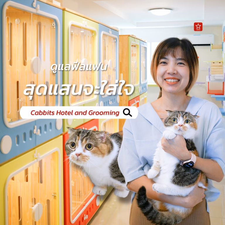 โรงแรมแมวเชียงใหม่