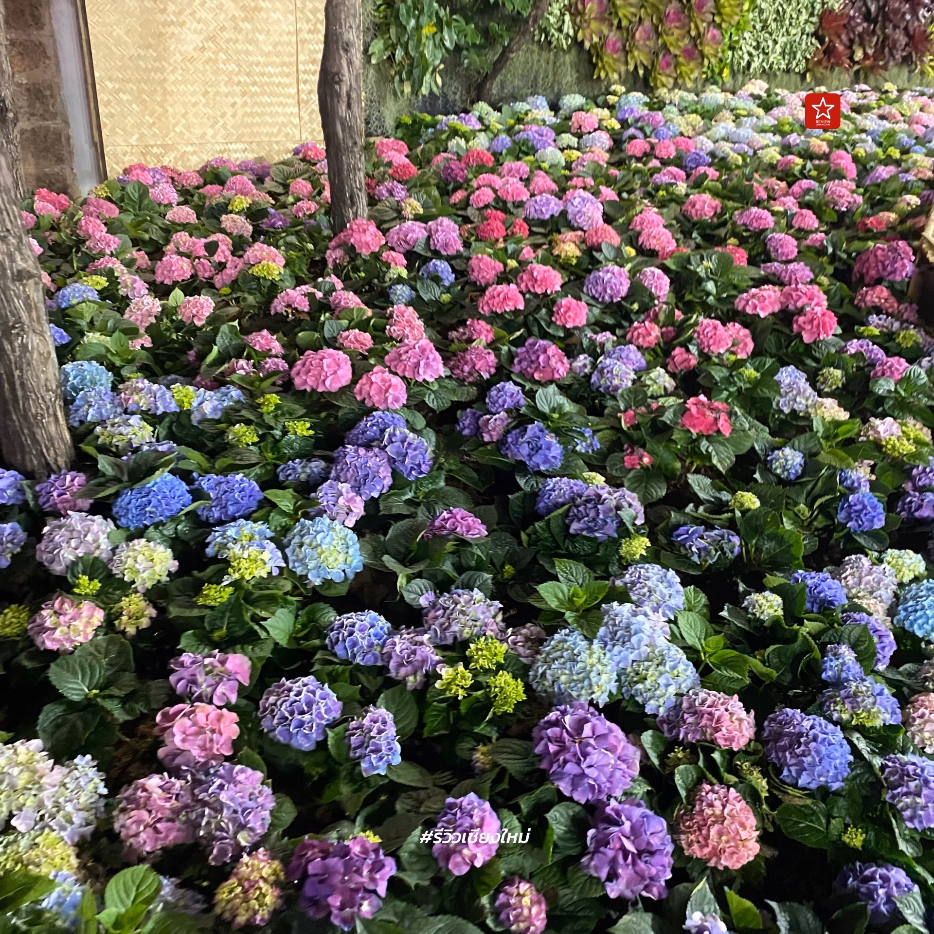 Chiang Mai Flower Festival 2024