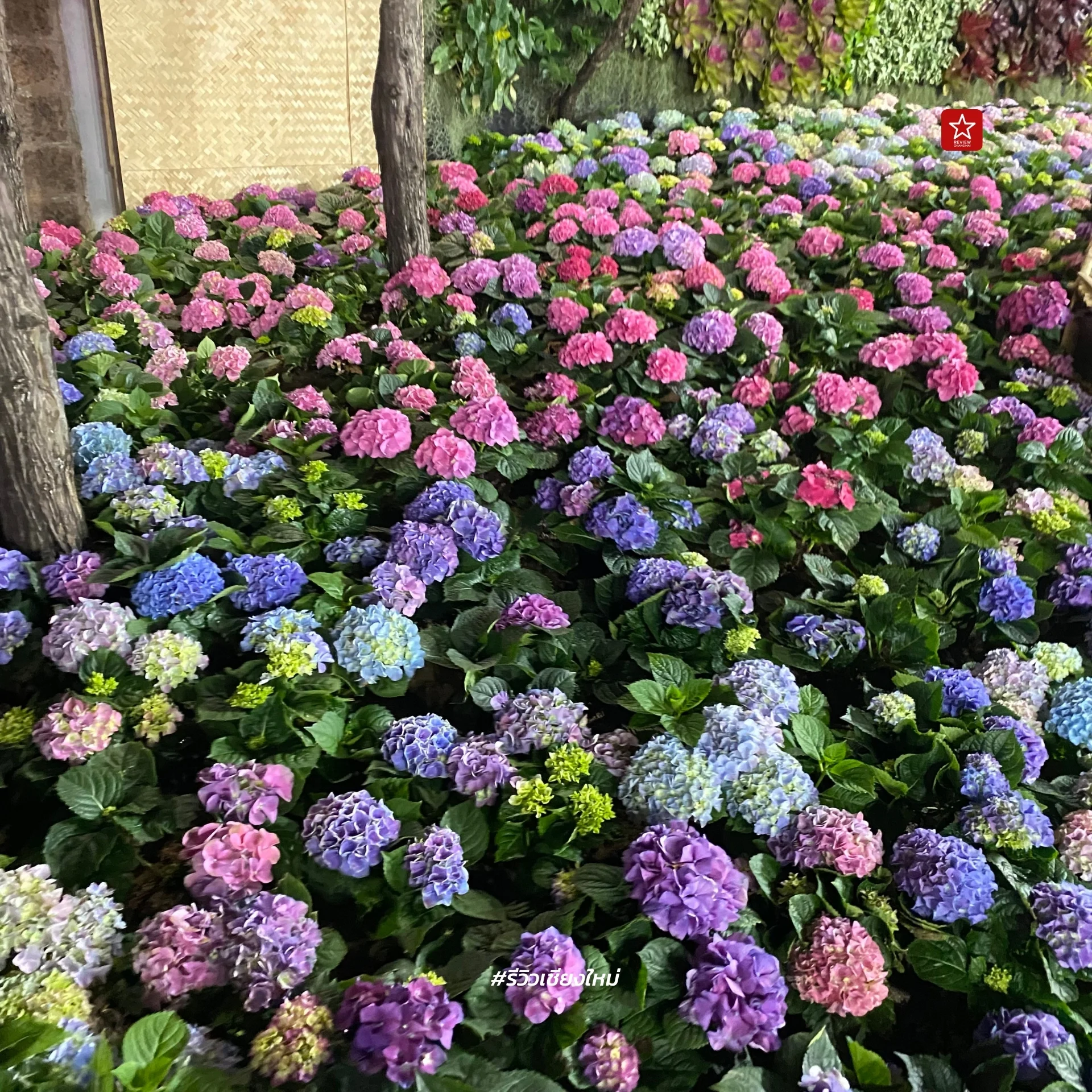 Chiang Mai Flower Festival 2024