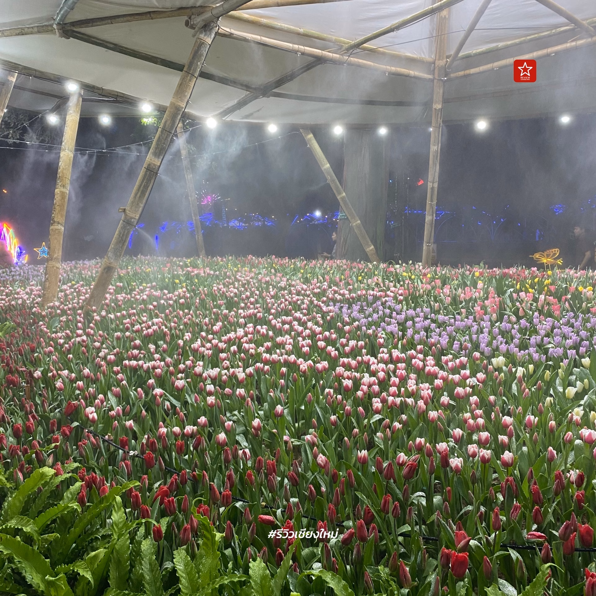 Chiang Mai Flower Festival 2024