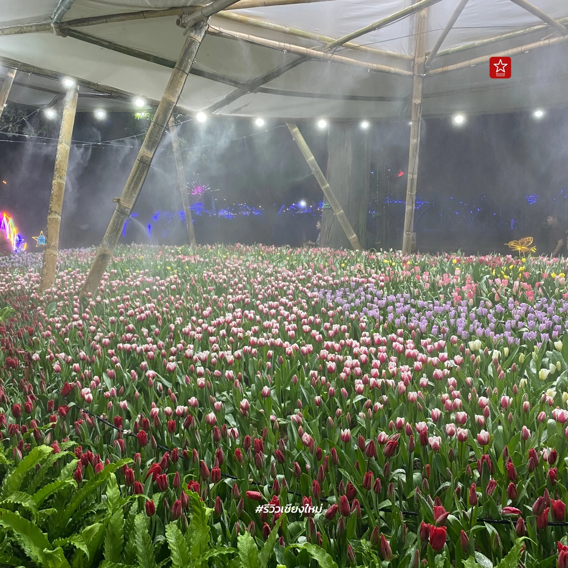 Chiang Mai Flower Festival 2024