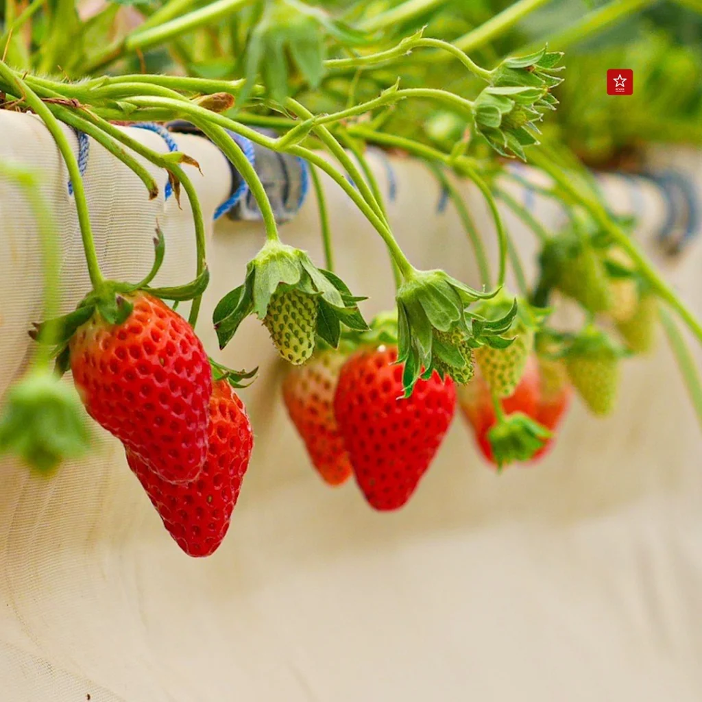 สตอร์วเบอร์รีสายพันธุ์ญี่ปุ่นที่ Rabbit Ichigo By Rim Farm
