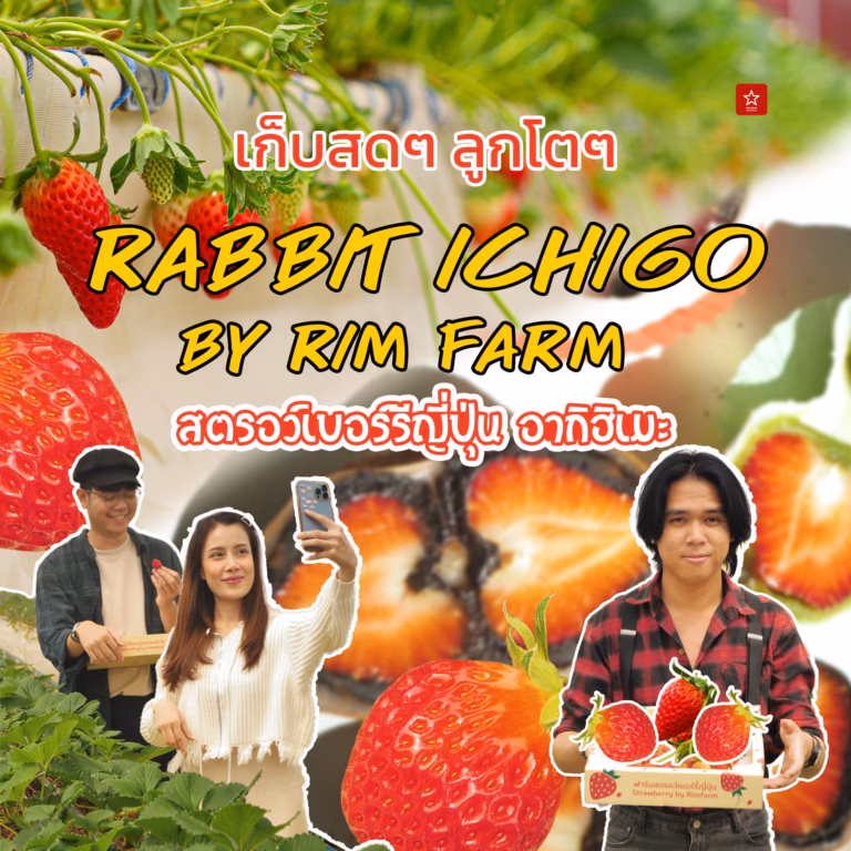 Rabbit Ichigo สวนสตอร์วเบอร์รีญี่ปุ่นที่ควรค่าแก่การไปเยือน