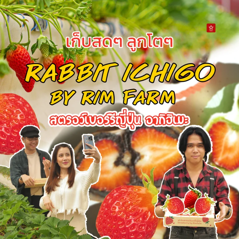 Rabbit Ichigo สวนสตอร์วเบอร์รีญี่ปุ่นที่ควรค่าแก่การไปเยือน